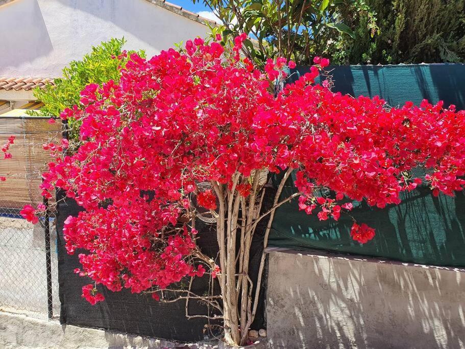 Le Petit Paradis Olivella מראה חיצוני תמונה